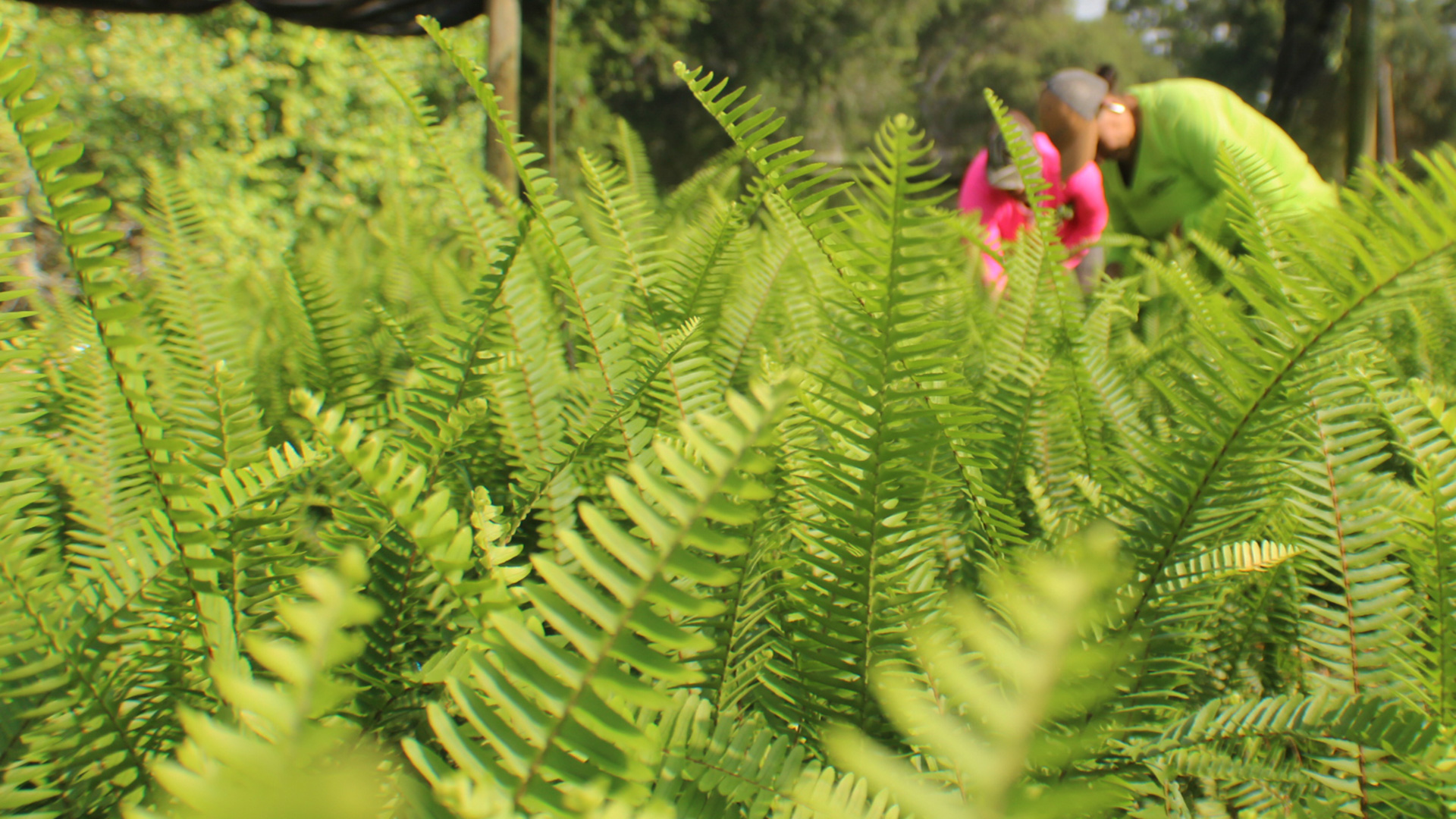 Harvesting Ferns