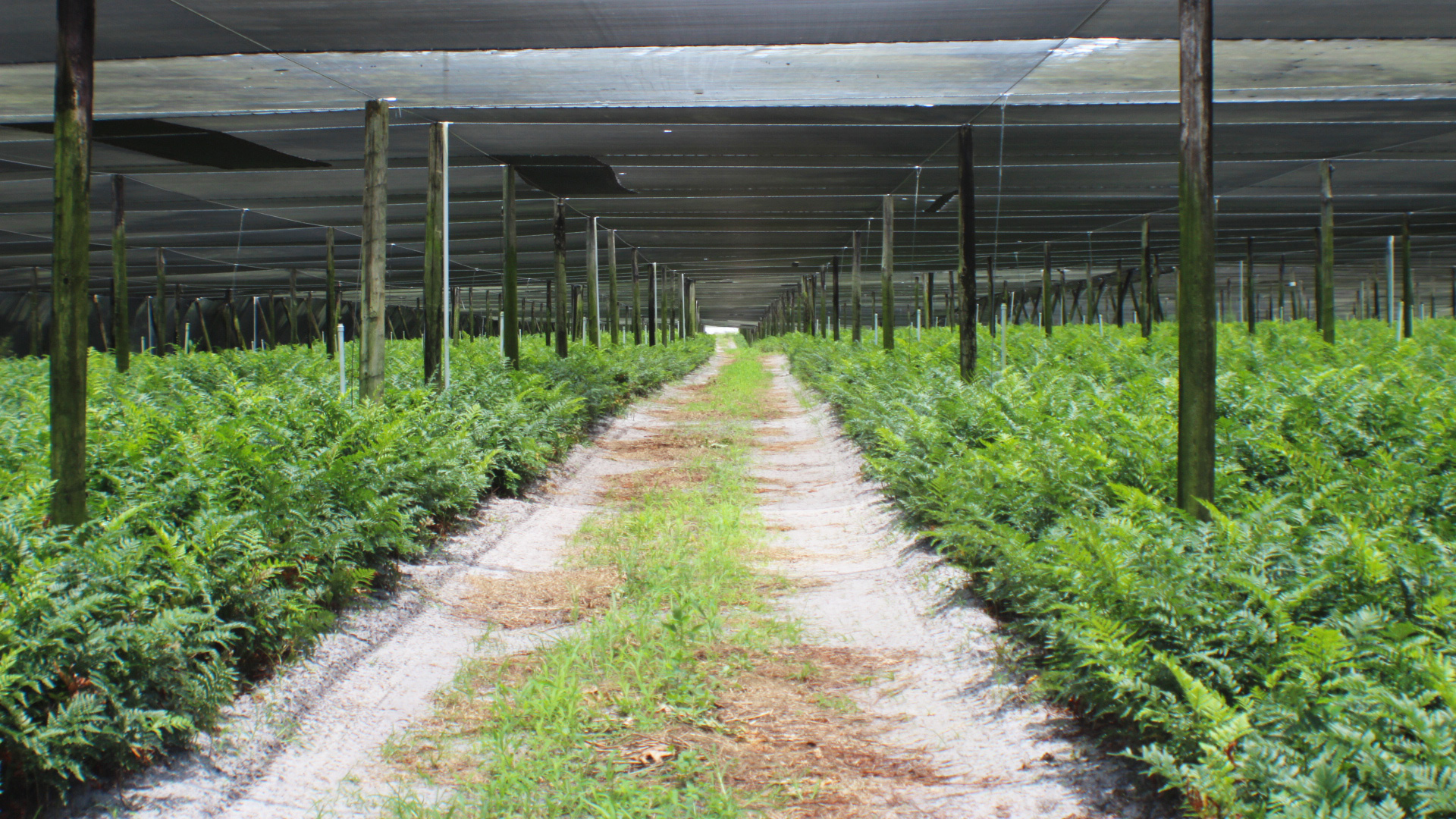 Tollison Foliage