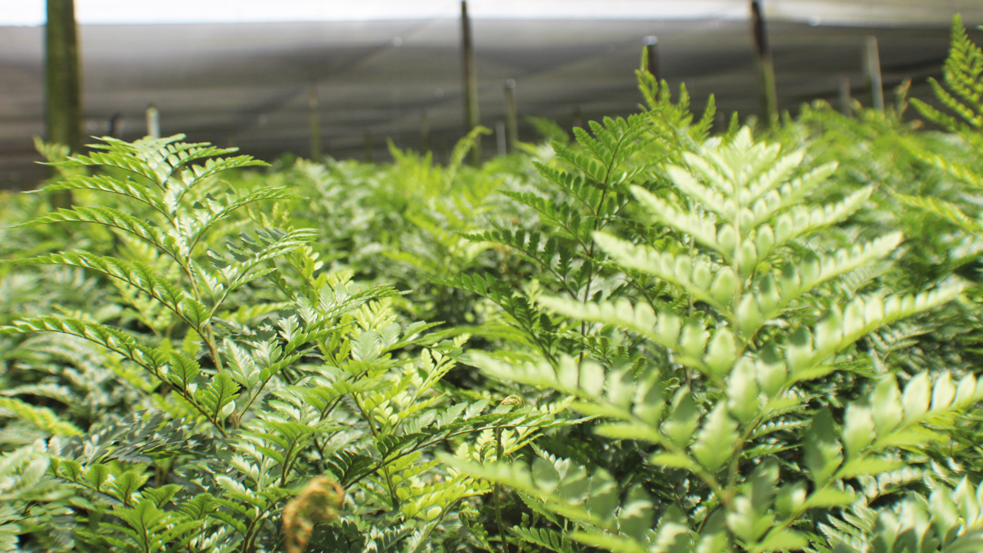 Field of Ferns